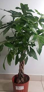 Check spelling or type a new query. Amazon Com Money Tree Braid Pachira Aquatica Large Live Plant In 10 Inch Pot By Amazen Plants Patio Lawn Garden