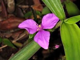 Image result for Coleotrype laurentii