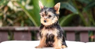 Image result for white yorkshire terrier