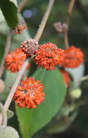 Image result for Broussonetia