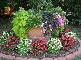 pin by velia badenhorst on gardening flowers yard small flower gardens plants lawn and garden