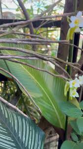 Image result for Diaphananthe vesicata