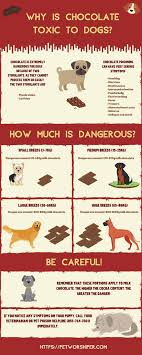 What To Do If Your Dog Eats Chocolate Useful Tips To Help Your Dog Petworshiper