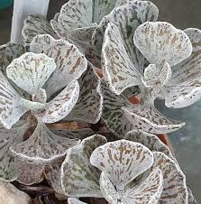 Kalanchoe Rhombopilosa Cacti And Succulents Cactus For Sale Cactus Plants