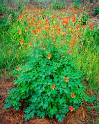 Polychrome Pool Fine Art Print Mike Putnam Photography Native Plants Lake Garden Fine Art Prints