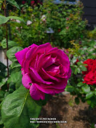 Photo of the bloom of Rose (Rosa 'Stephens' Big Purple') posted by Aerith