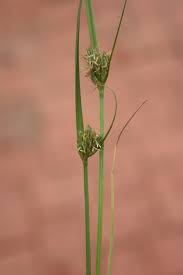 Image result for Carex sp.no.1