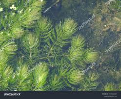 Image result for Ceratophyllaceae
