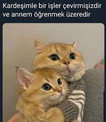 pin by radyo mevlana on sozler funny animal memes animal memes funny animals