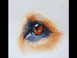 Learn How To Paint A Dog S Eye In Watercolor Watch The Free Step By Step Tutorial At Https Rebeccarhodes Teachable Painting Watercolor Dog Painting Tutorial