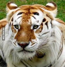 Tigers with a bluish tinged fur have been reported in china's fujian province having said that, 'tiger tourism' can help to save tiger populations. Golden Tabby Tiger 9gag