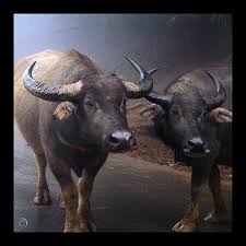 Jawn Sha No Cha Chuc Mừng Năm Mới Water Buffalo Animals Bear The Burden