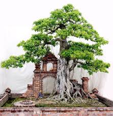 44 Stunning Bonsai Garden Ideas Best For Outdoor Decor Bonsai Bonsai Pflege Bonsai Wald