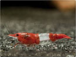 Red Rili Shrimp Shrimp Tank Freshwater Aquarium Shrimp Shrimp