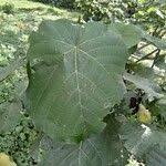 Image result for Neoboutonia