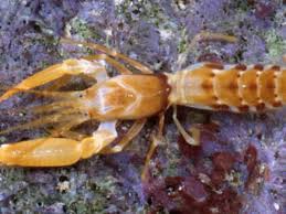 Image result for Eremospatha cuspidata