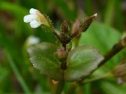 Image result for Vandellia