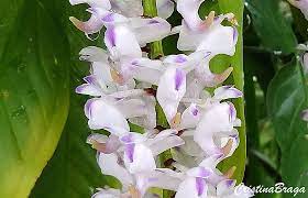 Orquidea Aerides Odoratum Flores E Folhagens