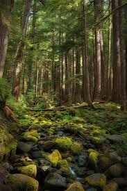 Sublim Ature Beautiful Forest Mystical Forest Landscape