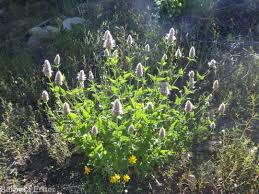 Image result for Polystachya stauroglossa