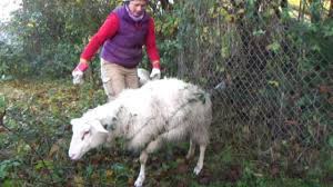 Sale size around 5 c. Follow Up To World S Biggest Carnivorous Plant Catches Whole Sheep Video Youtube