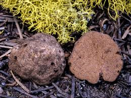 Image result for Grewia monticola