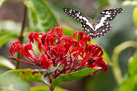 Dreamstime is the world`s largest stock photography community. Recognising Ten Streetside Flowers