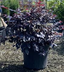 Image result for Scytopetalum pierreanum