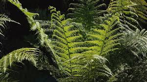 Australian Tree Fern by Craig Brewer