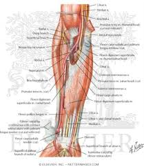 The tendons that control movement in your hands, wrists and fingers run through your forearm. Muscles Of Forearm Intermediate Layer Anterior View