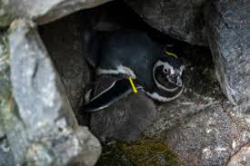 A penguin love triangle has the internet shook. Penguin Chick Parenting Point Defiance Zoo Aquarium