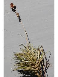 Image result for Stuckenia