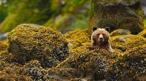 Bing Wallpapers Page 1 Bear Animals Animals Wild