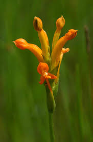 Image result for Platycoryne