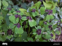 Image result for Oxalis tetraphylla