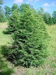 Hemlock Tree Pictures Pictures Of Hemlock Trees Hemlock Picture Tree Palm Tree Pictures