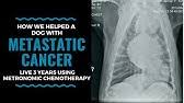 Kennel cough is highly contagious to other dogs (not humans) & vet would recommend in home quarantine until all antibiotics were finished & dog is rechecked. Signs Your Dog Has Lung Cancer The Best Treatments Options For Your Dog Vlog 104 Youtube