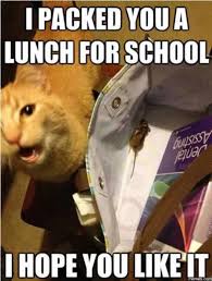 Funny animals memes clean pugs funny funny animals funny animal pictures. 70 Funny Cat Memes Everyone Can Relate To Bayart