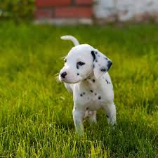 Image result for dalmatian