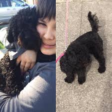 Missing female chocolate lab in Thousand Oaks