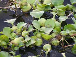 Image result for Pontederiaceae