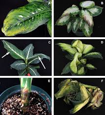 Variation In Chilling Sensitivity Among Eight Dieffenbachia Cultivars In Hortscience Volume 43 Issue 6 2008 In female wistar rats the extract, given for 4 days during. variation in chilling sensitivity among
