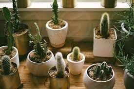 Identifying cockroaches is the first step in eradicating a potentially dangerous infestation. Baby Cacti In Windowsill By Caty Gainer Photo Stock Snapwire