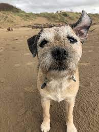 Ere Up Border Terrier Best Dog Breeds Dog Photos