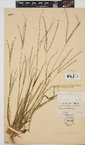 Image result for Digitaria setifolia
