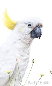 Cockatoo Print Australian Bird Prints White Cockatoo Etsy Bird Prints Australian Birds Australian Painting