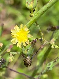 Image result for Lactuca setosa