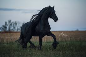 schwarzer friesen hengst trabt uber die wiese rappe pferd bilder foto fotografie fotoshooting pfe pferde bilder pferde fotografie schwarze pferde