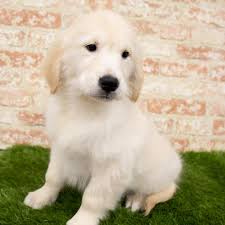 Pet price is $2500 for pups. Golden Retriever Puppies Pittsburgh Pa Petland Robinson