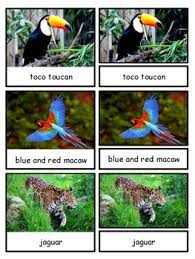 South america is home to a vast array of species endemic to the region. Rainforest Animals Of South America Montessori 3 Part Cards Tpt
